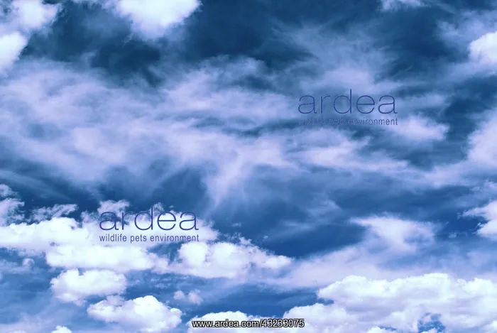 : Cumulus cloud pattern : Cumulus cloud pattern