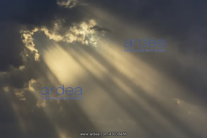 : Cumulus cloud and rays of sunlight in the evening : Cumulus cloud and rays of sunlight in the evening