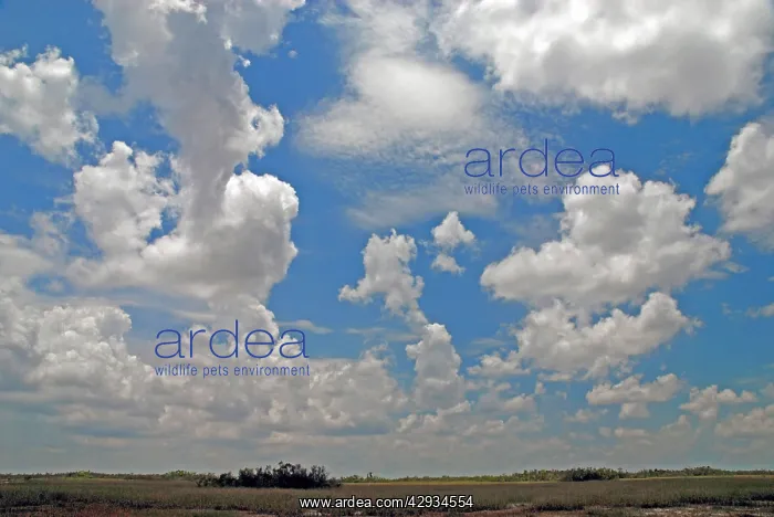 : Cumulus clouds developing over Shark Valley : Cumulus clouds developing over Shark Valley
