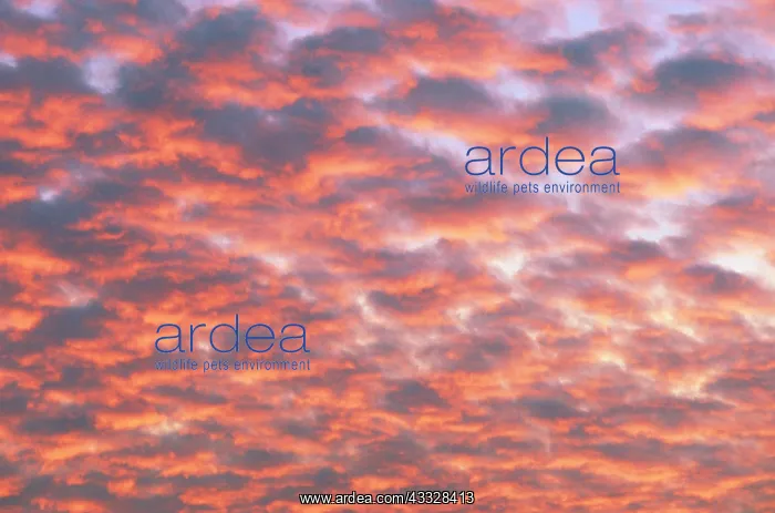 : Cumulus clouds at sunset : Cumulus clouds at sunset