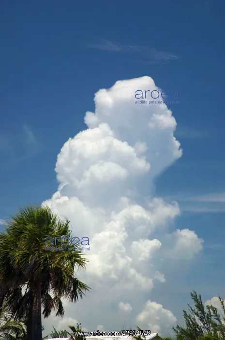 : Cumulus storm cloud developing over ocean : Cumulus storm cloud developing over ocean