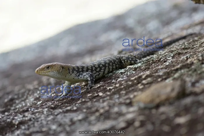 : Cunningham's rock skink : Cunningham's rock skink