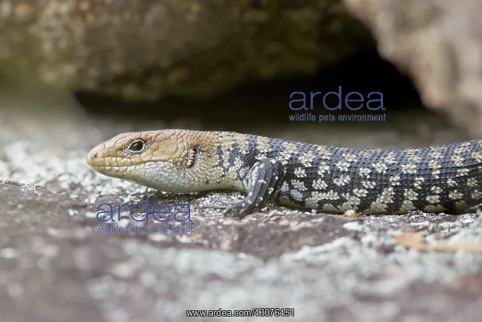 : Cunningham's rock skink : Cunningham's rock skink