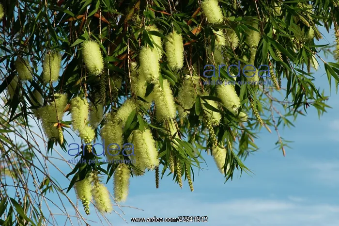 : Cunonia capensis : Cunonia capensis