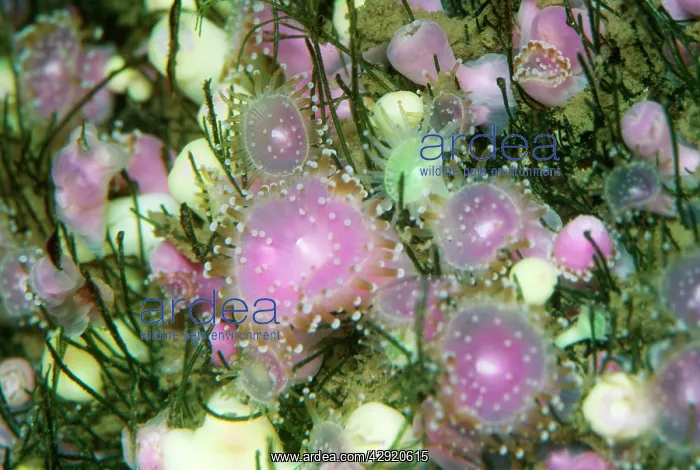  : CUP CORAL (Corynactis)