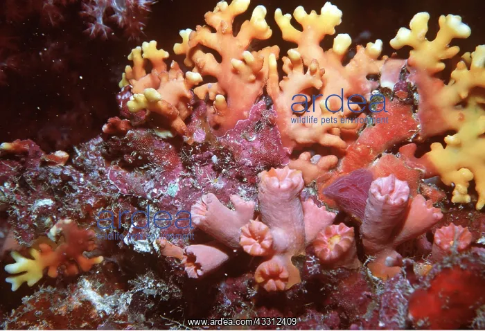  : CUP CORAL AND JEWEL CORAL