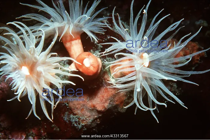 : Cup Coral - At night : Cup Coral - At night
