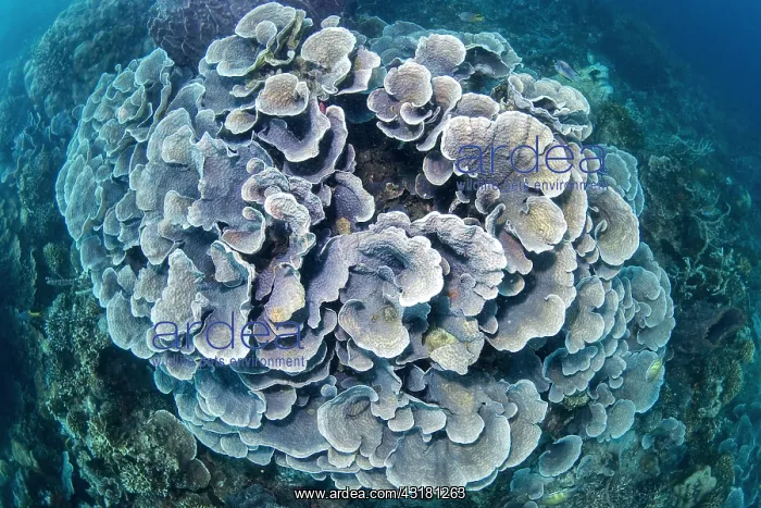  : Cup Coral reef (Turbinaria sp) seen from above