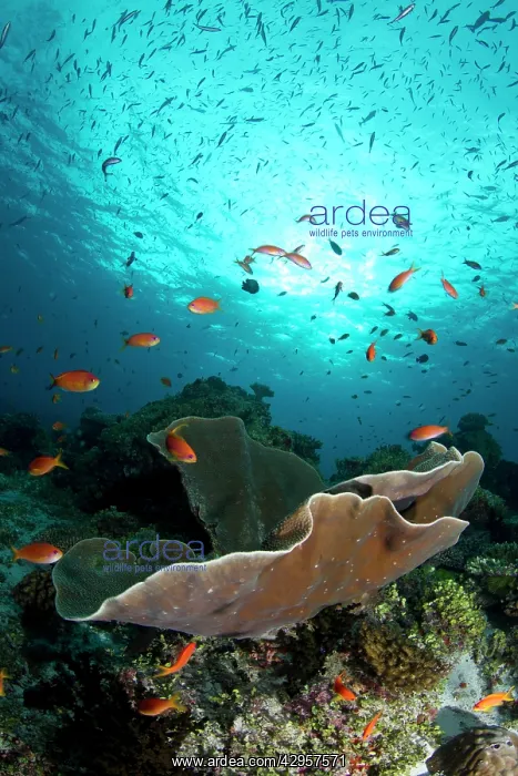 : Cup Coral and Scalefin Anthias : Cup Coral and Scalefin Anthias