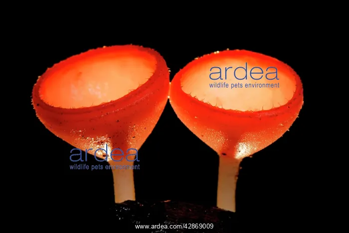 : Cup Fungus : Cup Fungus