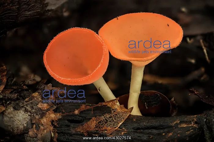  : Cup Fungus, Tayrona National Park, Colombia