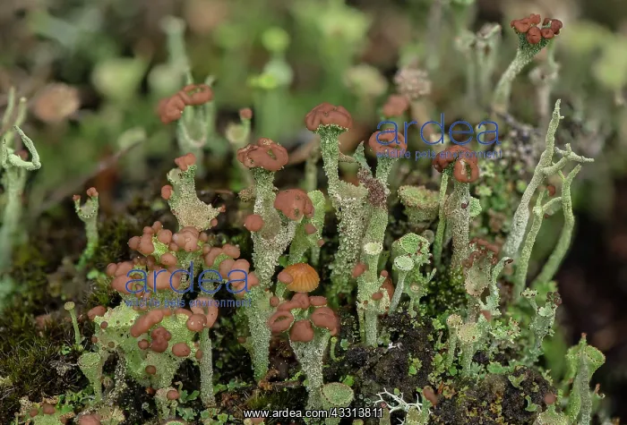 : A cup lichen, Cladonia ramulosa en masse on sand : A cup lichen, Cladonia ramulosa en masse on sand