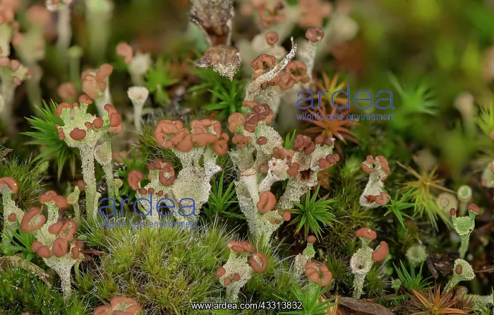 : A cup lichen, Cladonia ramulosa en masse on sand : A cup lichen, Cladonia ramulosa en masse on sand
