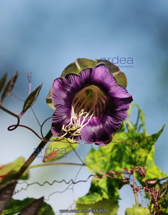 : Cup and Saucer : Cup and Saucer