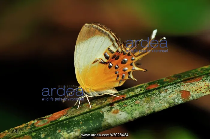  : Cupido Metalmark, Leticia, Colombia
