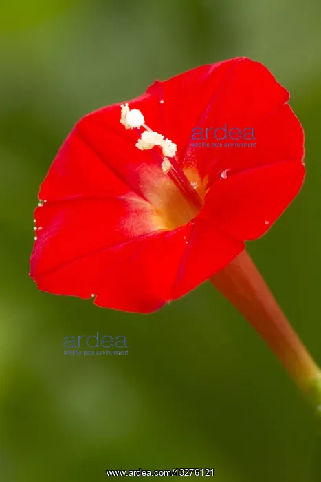 : Cupid's flower (Ipomoea quamoclit) : Cupid's flower (Ipomoea quamoclit)