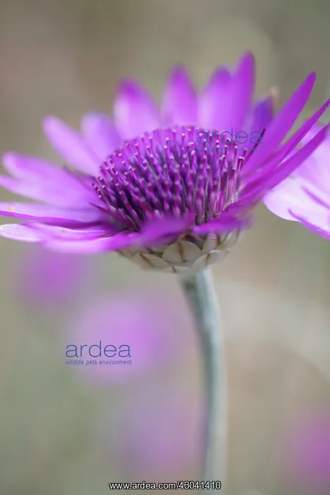 : Cupid'sdart : Cupid'sdart
