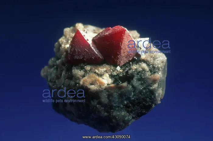 : Cuprite (red) on olivenite from the Tsumeb Mine in Namibia. Dimensions: 3 x 2 x 1.5 cm : Cuprite (red) on olivenite from the Tsumeb Mine in Namibia. Dimensions: 3 x 2 x 1.5 cm