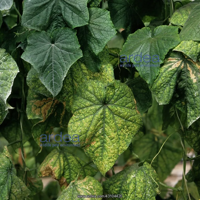 : Curcubit yellow stunting disorder virus : Curcubit yellow stunting disorder virus