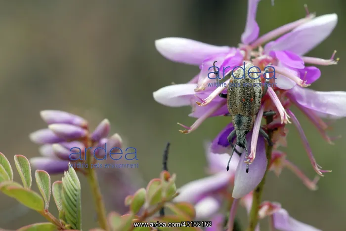 : Curculionid Weevil : Curculionid Weevil