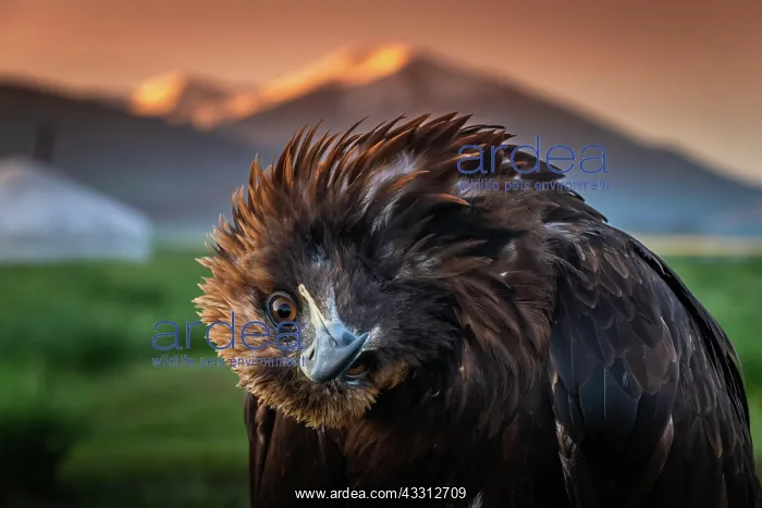 : Very curios Golden eagle (Aquila chrysaetos) turned : Very curios Golden eagle (Aquila chrysaetos) turned