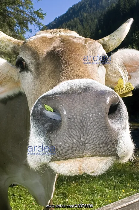 : Curious Brune Cow Lombardy Italy : Curious Brune Cow Lombardy Italy