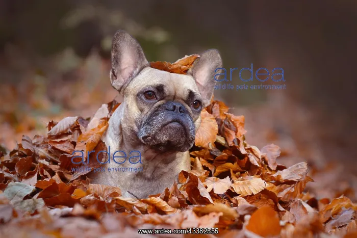 : Curious fawn French Bulldog dog girl lying on forest : Curious fawn French Bulldog dog girl lying on forest