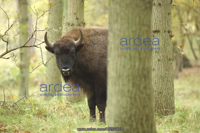  : A curious female European Bison (Bison bonasus)