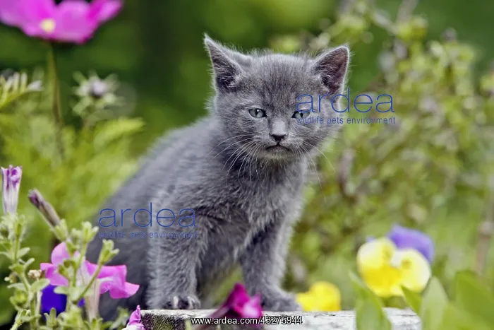 : Curious gray Kitten, few weeks old standing in garden : Curious gray Kitten, few weeks old standing in garden