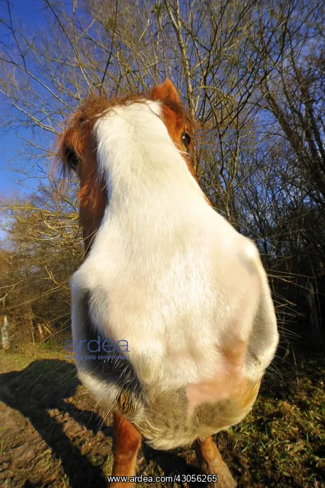 : Curious Horse snout Natura 2000 area Touraine France : Curious Horse snout Natura 2000 area Touraine France