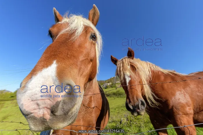 : Curious horses in the meadow, Diois, Drome, France : Curious horses in the meadow, Diois, Drome, France