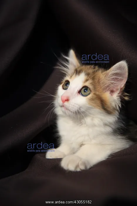: Curious kitten sitting in tissue : Curious kitten sitting in tissue