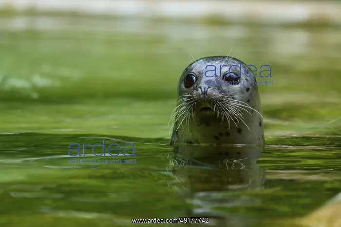 : Curious looking seal in the water : Curious looking seal in the water