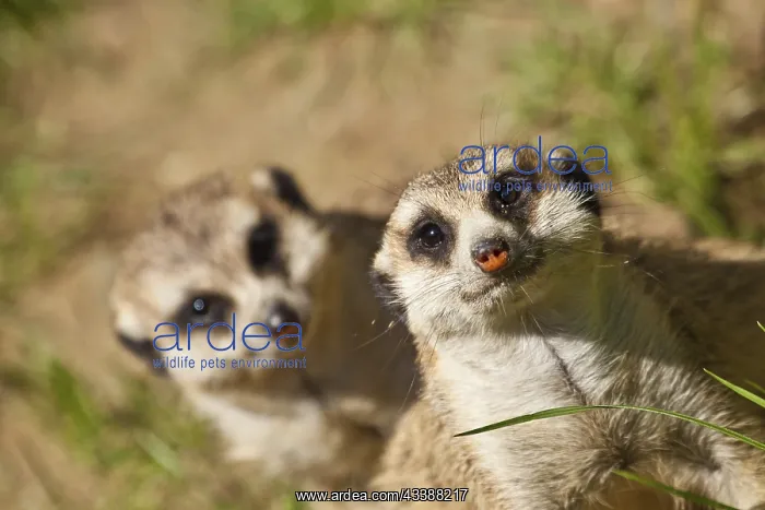 : Curious meerkat (Suricata suricatta) : Curious meerkat (Suricata suricatta)