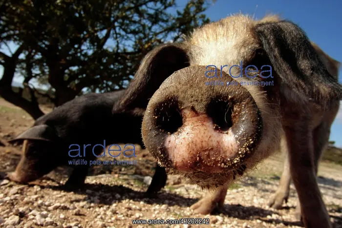 : Curious pig, snout, Sardinia, Italy, Europe : Curious pig, snout, Sardinia, Italy, Europe