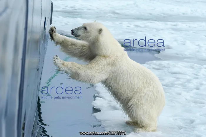 : Curious polar bear (Ursus maritimus) at the hull : Curious polar bear (Ursus maritimus) at the hull