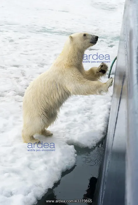 : Curious polar bear (Ursus maritimus) jumping on : Curious polar bear (Ursus maritimus) jumping on