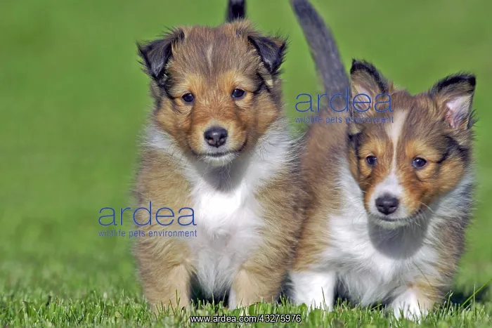 : Two curious Shetland Sheedog puppy standing together : Two curious Shetland Sheedog puppy standing together