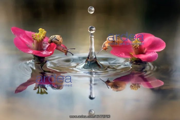 : Curious snails - two snails watching a falling waterdrop : Curious snails - two snails watching a falling waterdrop