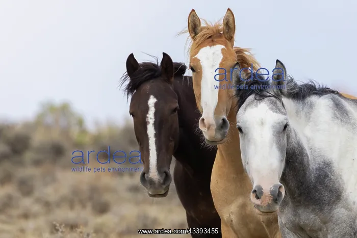 : Curious wild horses, Sandwash Basin, Colorado, USA : Curious wild horses, Sandwash Basin, Colorado, USA