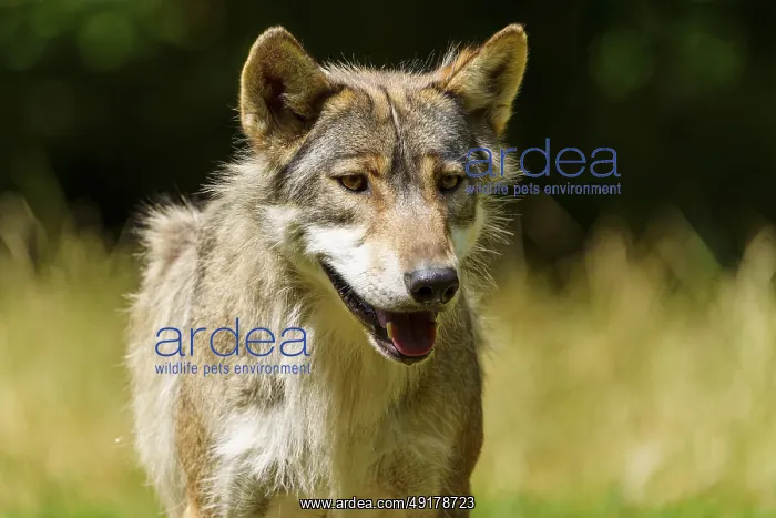 : A curious wolf with brown fur stands in the grass and looks ahead : A curious wolf with brown fur stands in the grass and looks ahead