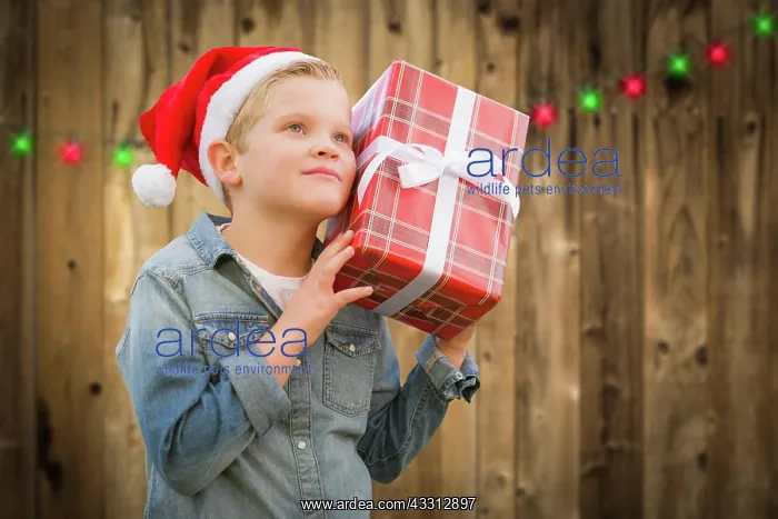 : Curious young boy wearing santa hat holding christmas : Curious young boy wearing santa hat holding christmas