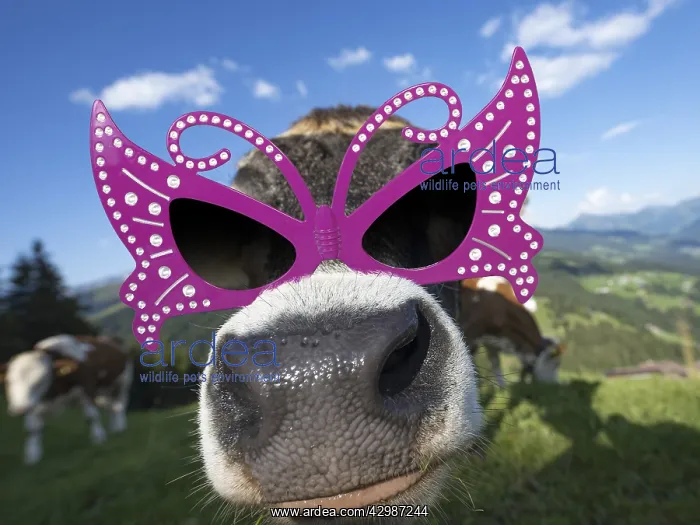 : Curious young calf, wearing sunglasses : Curious young calf, wearing sunglasses