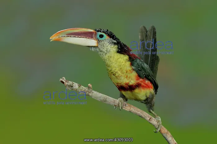 : Curl-crested Aracari Alert : Curl-crested Aracari Alert