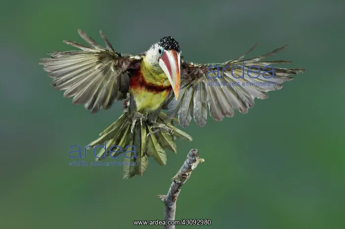 : Curl-crested Aracari about to land : Curl-crested Aracari about to land