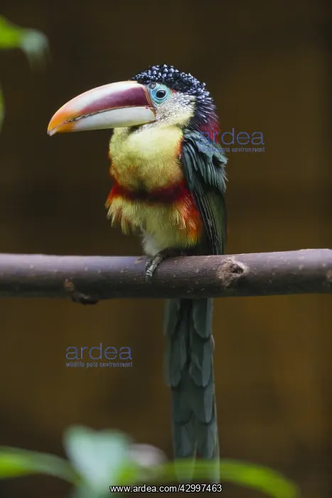 : Curl - crested Aracari - native to the Amazon basin : Curl - crested Aracari - native to the Amazon basin