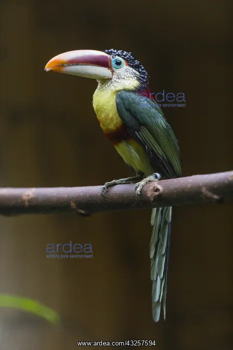 : Curl - crested Aracari - native to the Amazon basin : Curl - crested Aracari - native to the Amazon basin