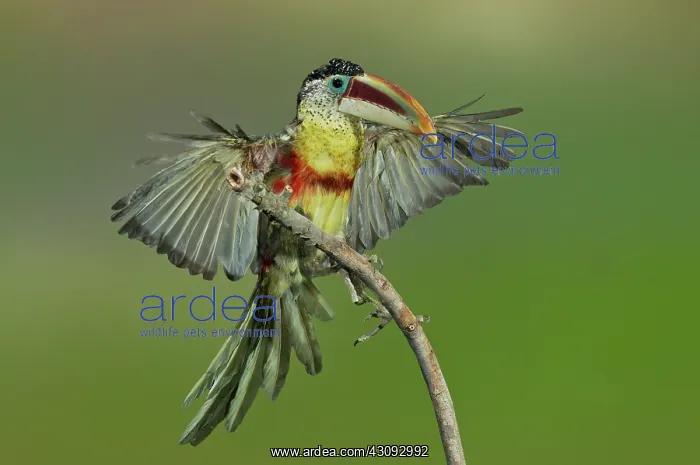 : Curl-crested Aracari about to perch : Curl-crested Aracari about to perch