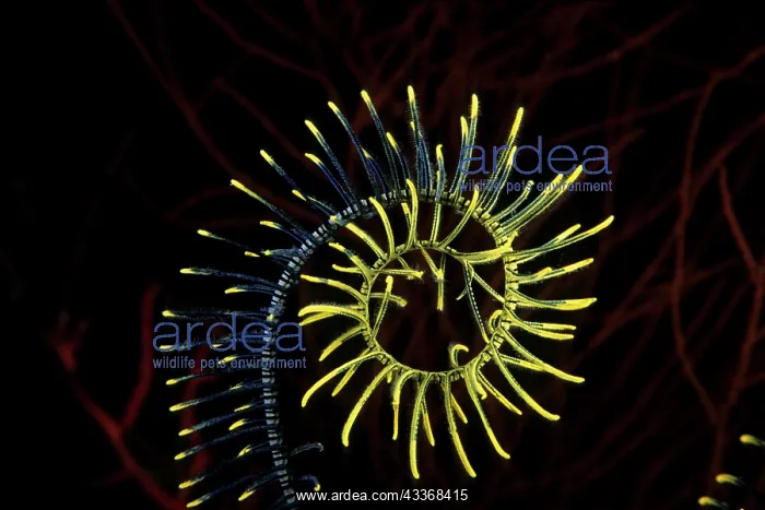 : Curl of feather star or crinoid, Walindi, West New Britain : Curl of feather star or crinoid, Walindi, West New Britain