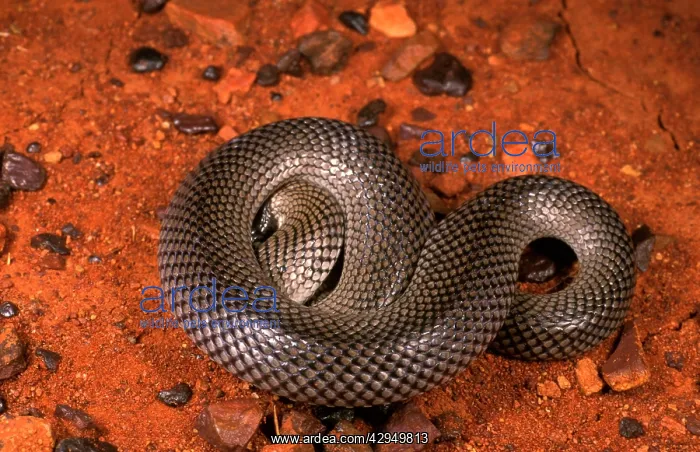 : Curl or Myall snake - defensive pose : Curl or Myall snake - defensive pose